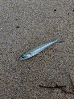 トウゴロウイワシの釣果
