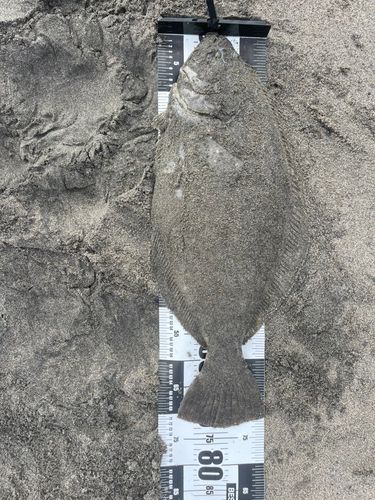 ヒラメの釣果