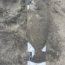 ヒラメ