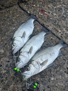 ヒラスズキの釣果