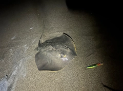 エイの釣果