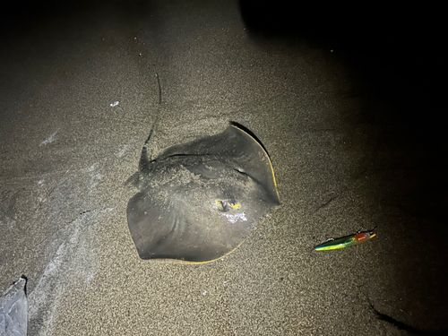 エイの釣果