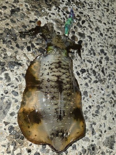 アオリイカの釣果