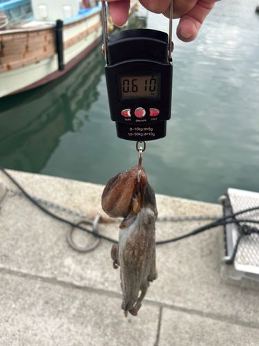タコの釣果