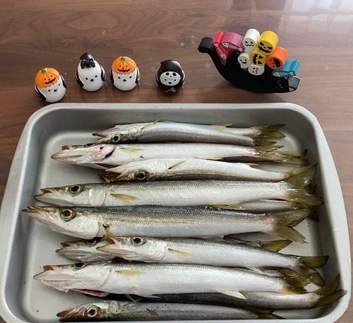 カマスの釣果