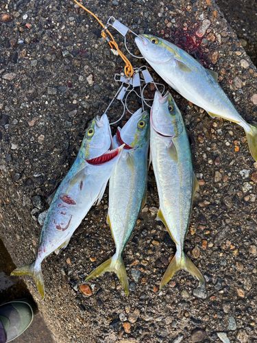 ツバスの釣果