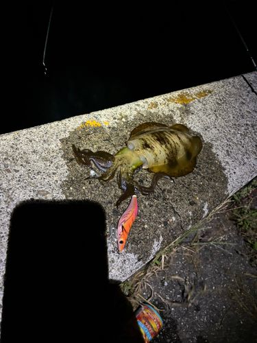 アオリイカの釣果