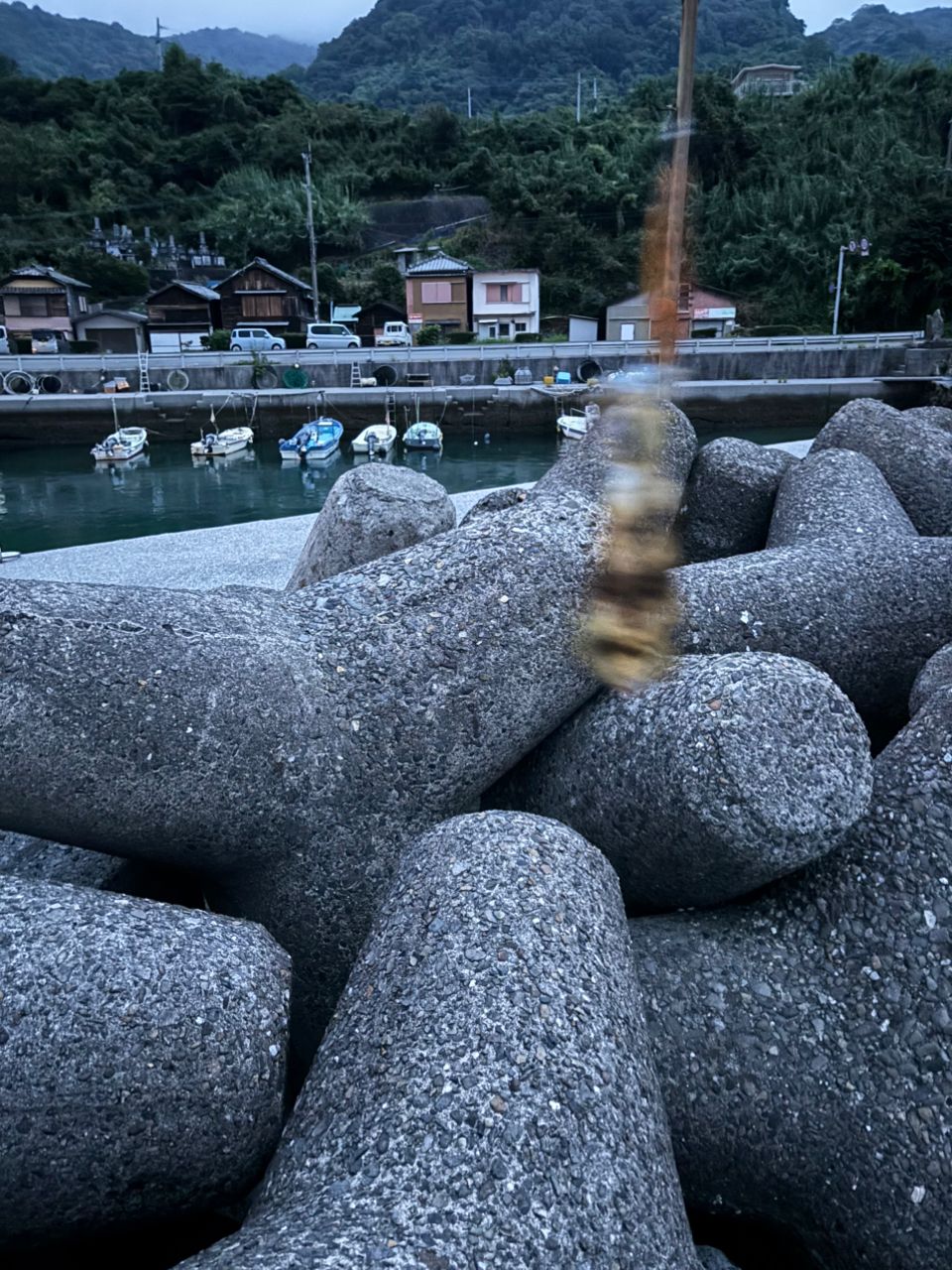 アオリイカ・ブラックバスの釣果写真
