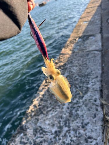 コウイカの釣果
