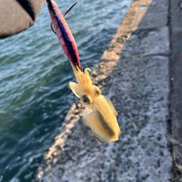 コウイカ