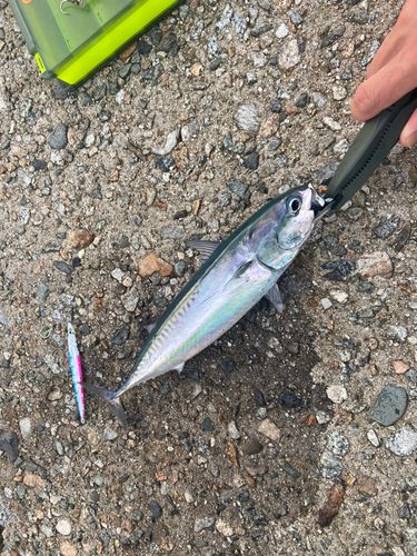 マルソウダの釣果