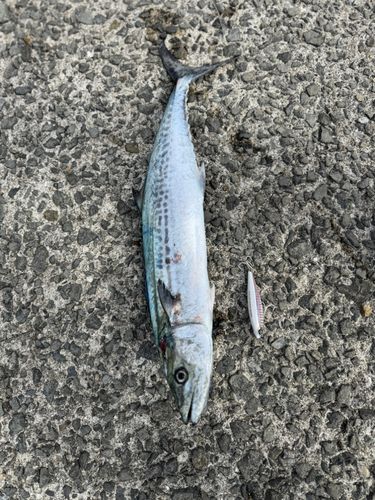 サゴシの釣果