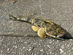 マゴチの釣果