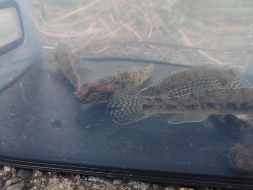 ハゼの釣果