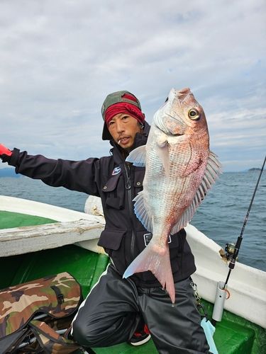 マダイの釣果
