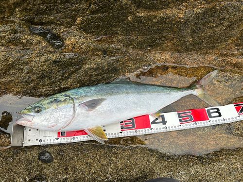 ワラサの釣果