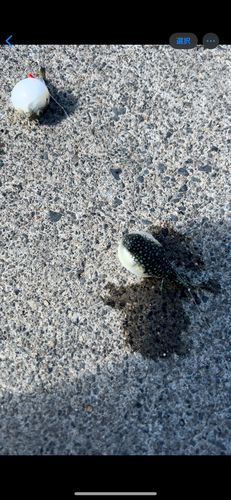 アカメフグの釣果