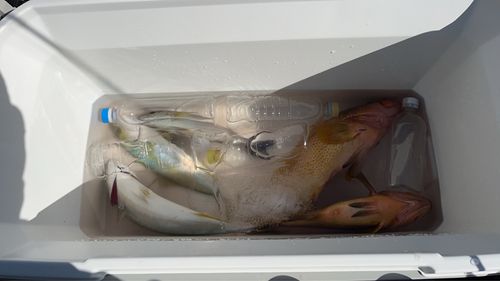 敦賀湾