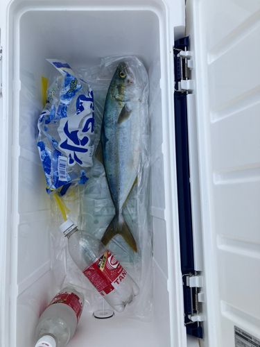 ハマチの釣果