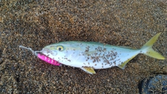 ツバスの釣果
