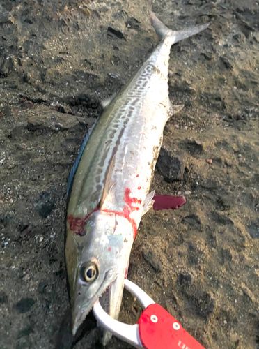 サゴシの釣果