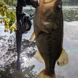 ラージマウスバス