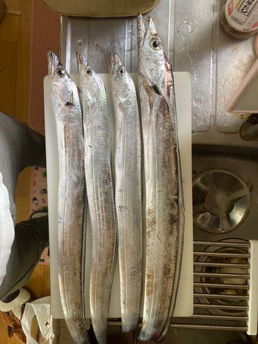タチウオの釣果