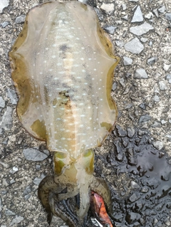 アオリイカの釣果