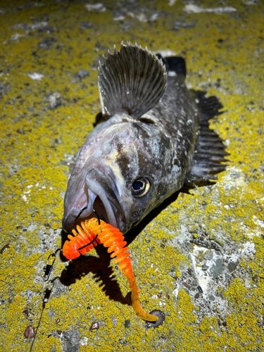 クロソイの釣果