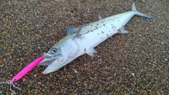 サゴシの釣果