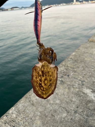 赤坂海岸