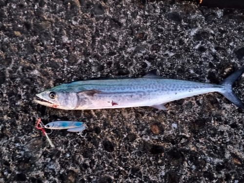 サゴシの釣果