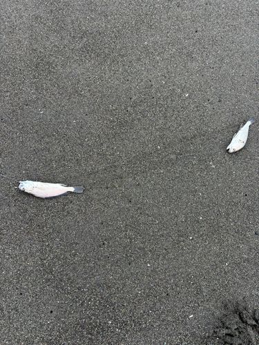 イシモチの釣果