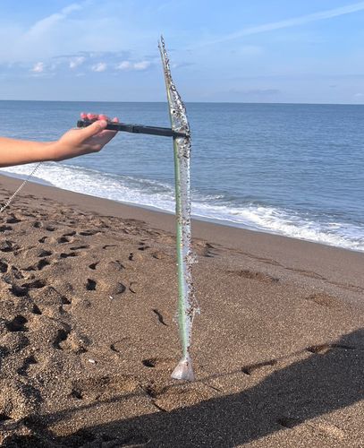 ダツの釣果