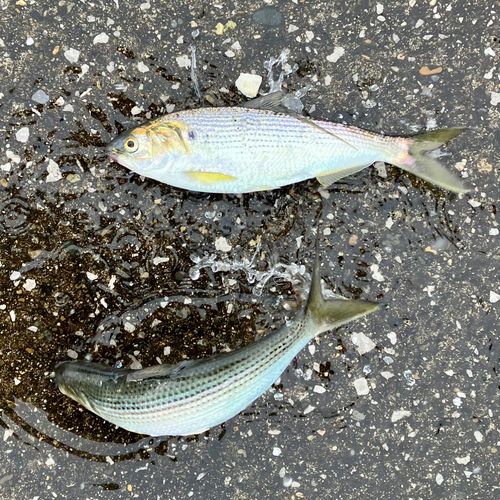 コノシロの釣果