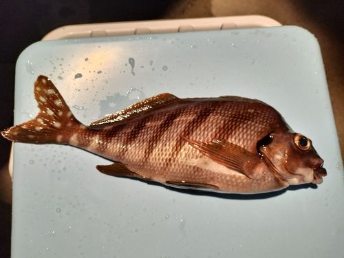 タカノハダイの釣果