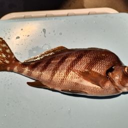 タカノハダイ