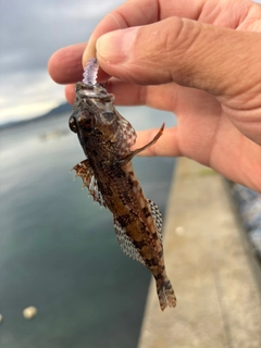 アサヒアナハゼの釣果