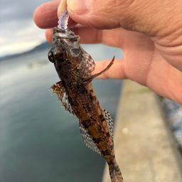 アサヒアナハゼ