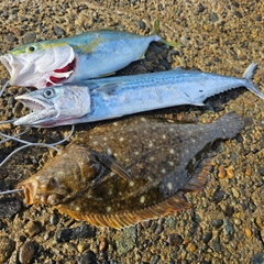 カレイの釣果