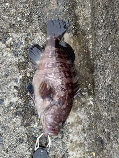 マハタの釣果