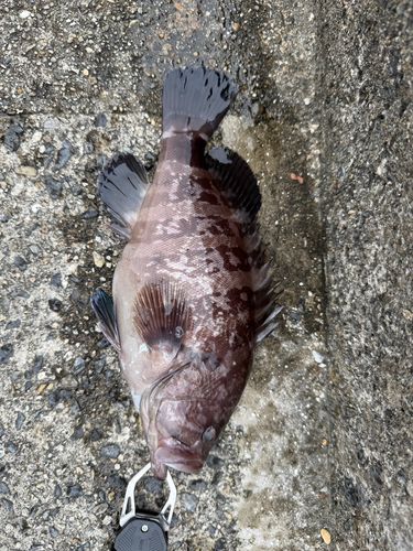 的矢湾