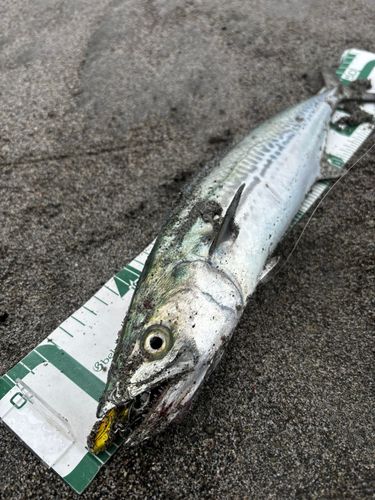 サゴシの釣果