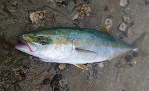 ブリの釣果