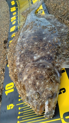 ヒラメの釣果