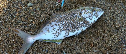 シオの釣果
