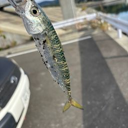 サバ