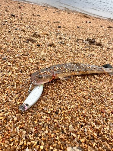 エソの釣果