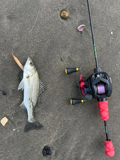 セイゴ（マルスズキ）の釣果