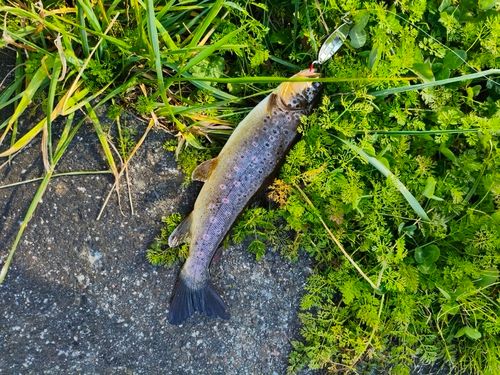 ブラウントラウトの釣果